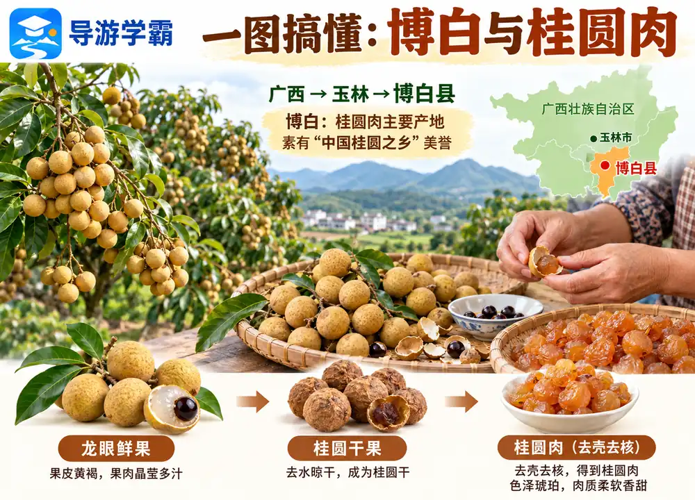 广西博白中国桂圆之乡桂圆肉考点图（导游学霸·科四广西）