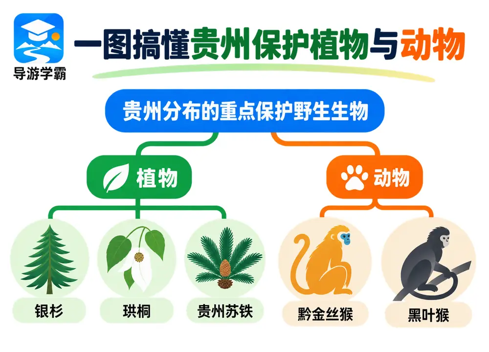 贵州银杉珙桐与黔金丝猴保护考点图（导游学霸·科四贵州）