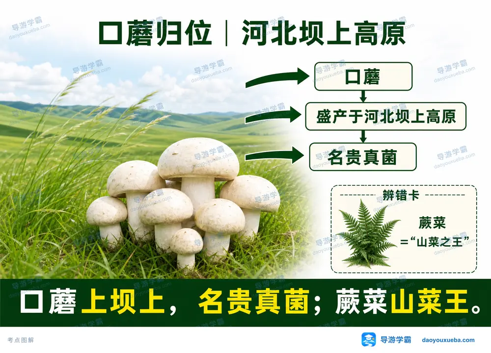 河北坝上高原特产口蘑考点图(导游学霸·科四河北)